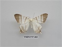 藏品(尺蛾326)的圖片